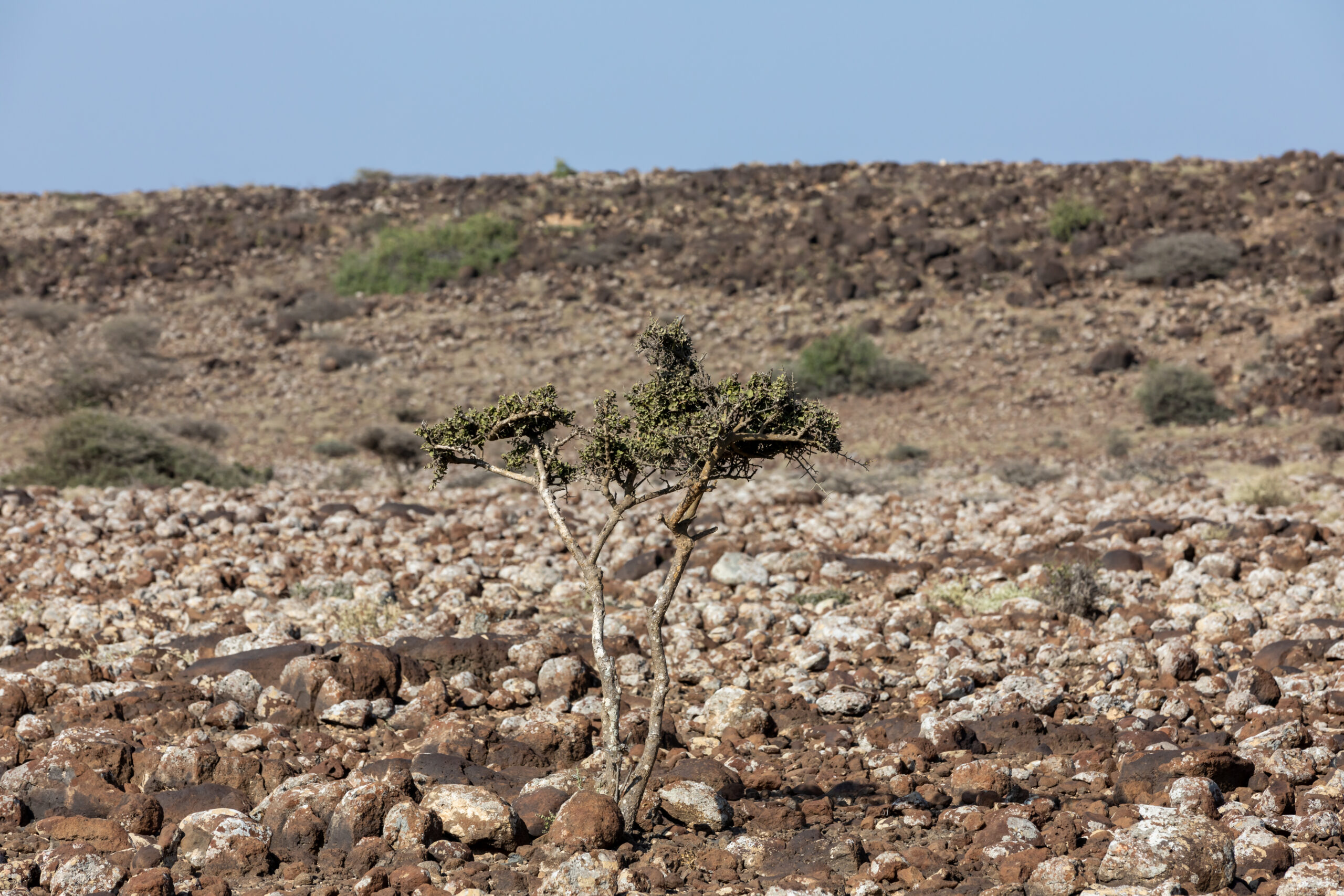 Tales of the Djibouti By Camille Massida